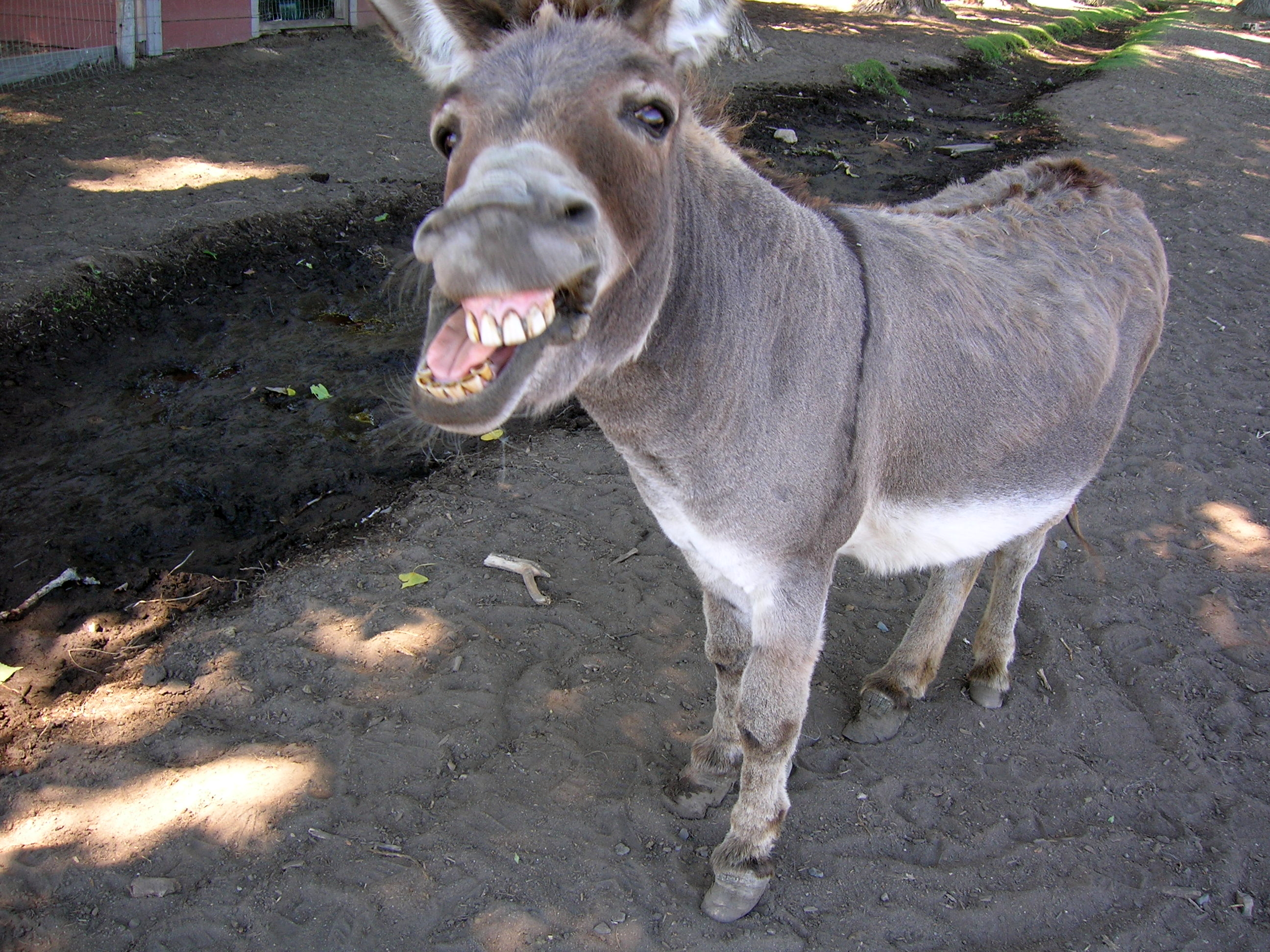[Image: donkey.jpg]